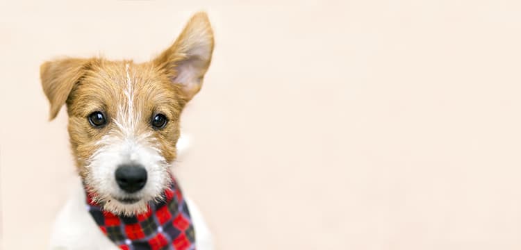 Hear Ye! Eight Tips to Boost Your Listening Skills